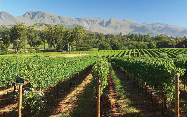 3. The Elim Wine Route